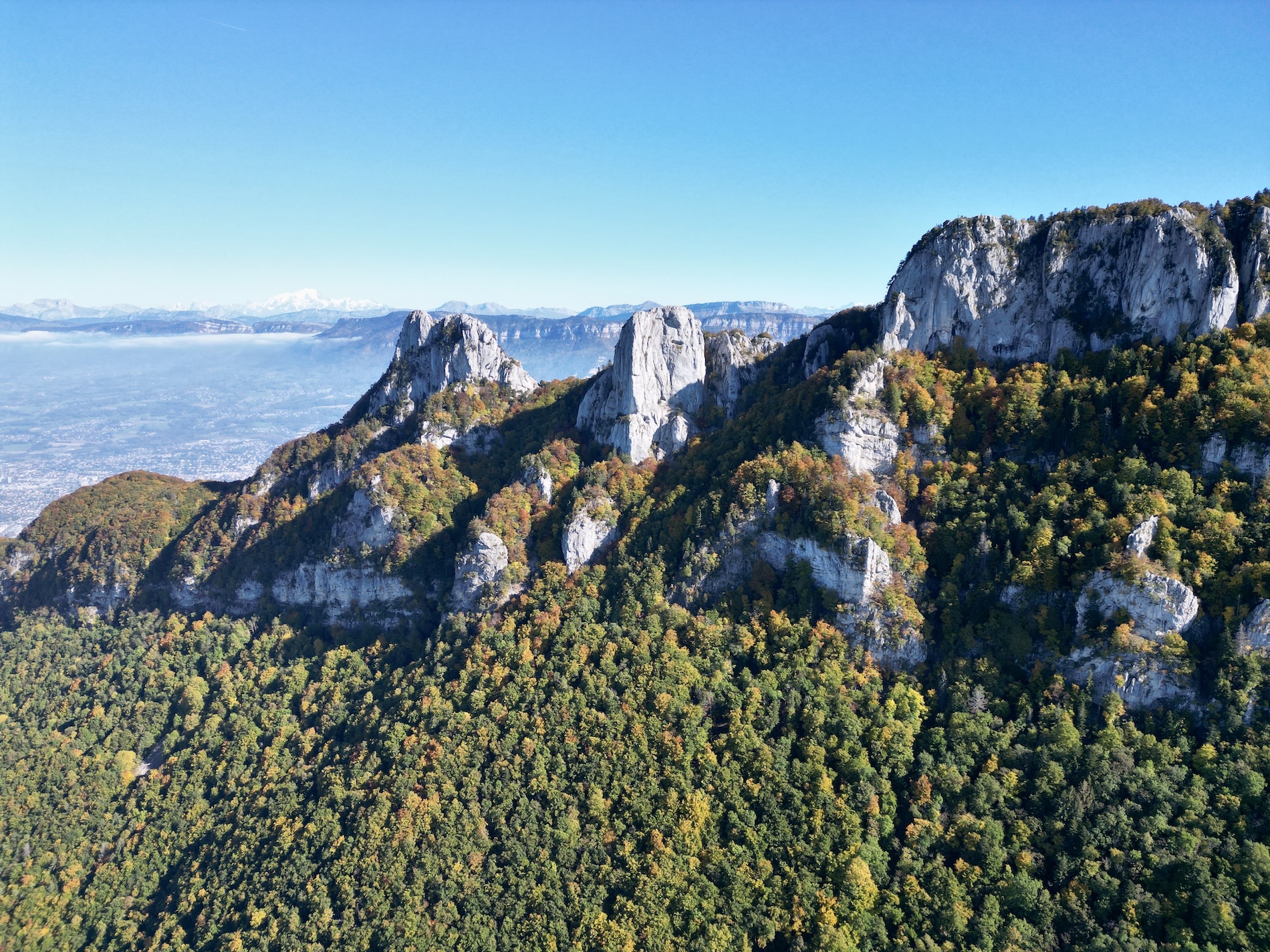 La dent du chat et le molard noir.